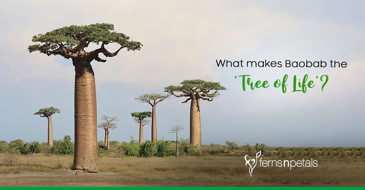What Makes Baobab the Tree of Life